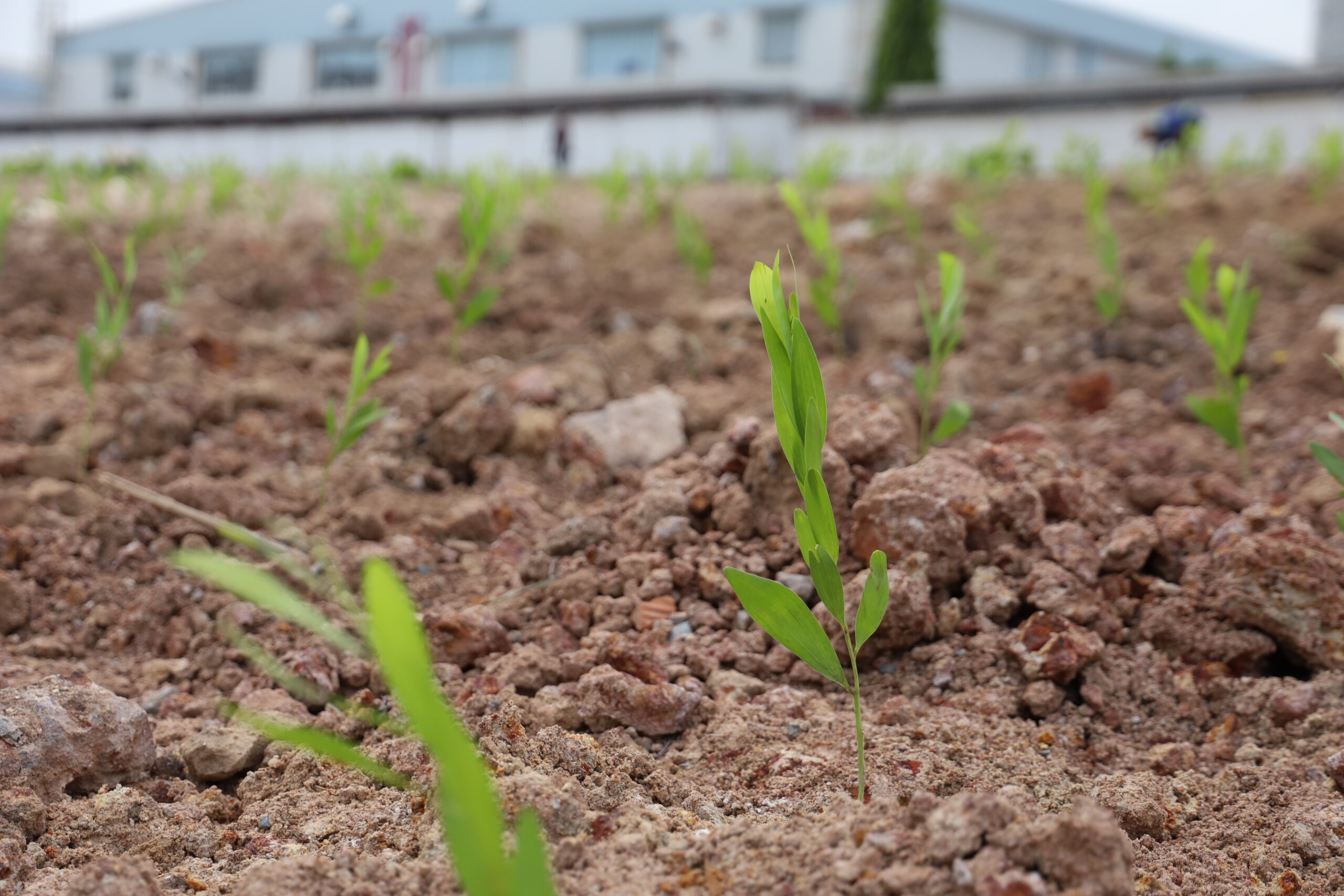 CSR News & Activities - Amata